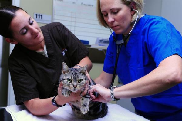 Forgiftning av pipetter hos katter - Symptomer på forgiftning av pipetter hos katter