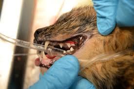 Pipetteforgiftning hos katter - Behandling av pipetteforgiftning hos katter