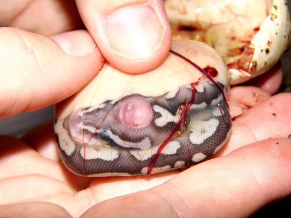 Vanlige sykdommer hos slanger - Vanlige sykdommer hos slanger: Blemmen