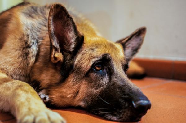 Tarmparasitter hos hunder - symptomer og behandling - symptomer på tarmparasitter hos hunder