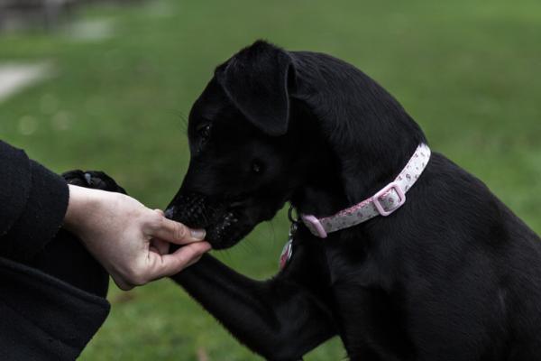 Tarmparasitter hos hunder - Symptomer og behandling - Hvordan eliminere tarmparasitter hos hunder?  - Effektiv behandling