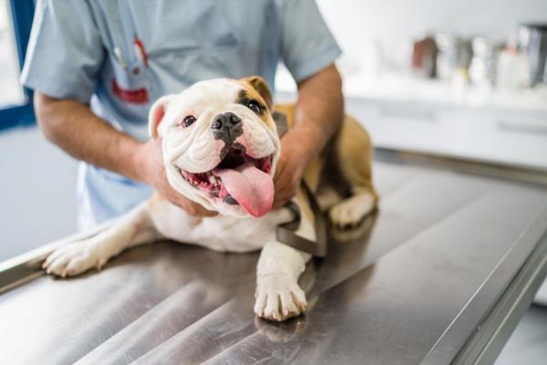 Tarmparasitter hos hunder - symptomer og behandling - hjemmemedisiner for tarmparasitter hos hunder