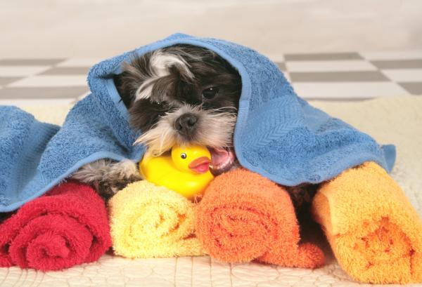 Shih Tzu Hair Care - The Shih Tzu Bath