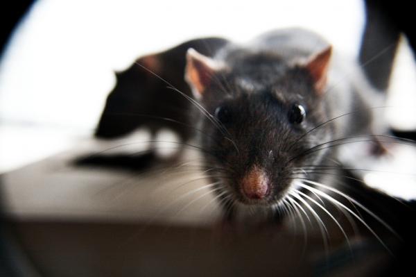Hvordan bade en rotte - den første suge
