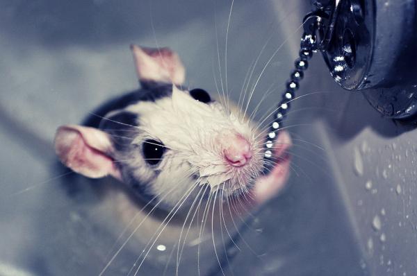 Hvordan bade en rotte - Det første badet trinn for trinn