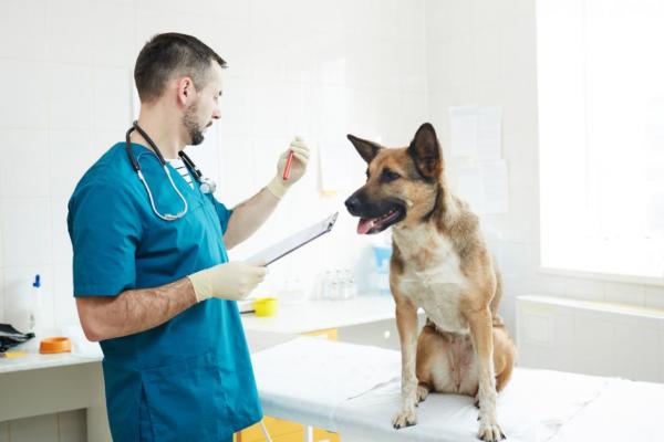 Kosthold for hunder med leverproblemer - Forbudt fôr til hunder med leverproblemer