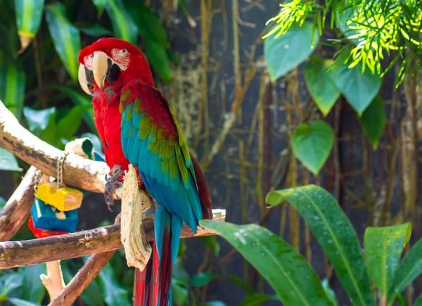 De 10 vakreste dyrene i verden - 1. Macaw