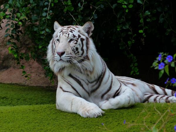 De 10 vakreste dyrene i verden - 2. Hvit bengalsk tiger