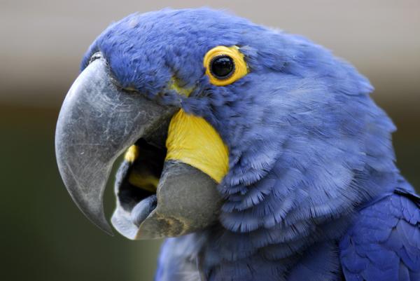 Er den blå ara i fare for utryddelse?  - Hva er arter av blå fjærdrakt?