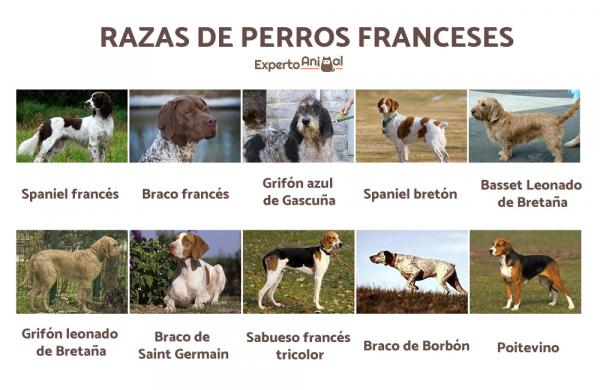 Franske hunderaser - Flere franske hunderaser!