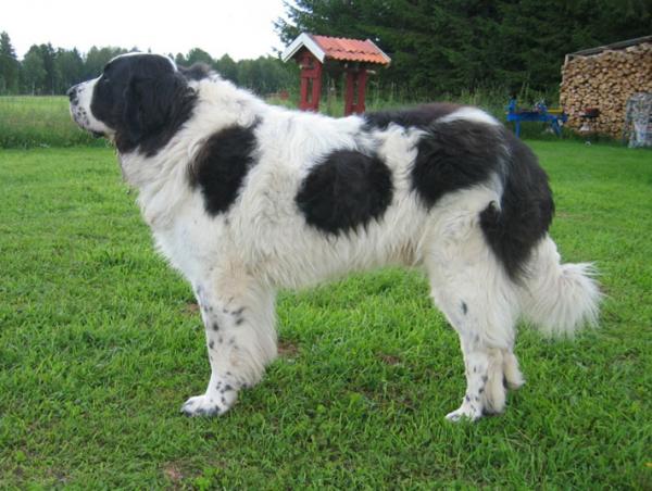 Franske hunderaser - 10. Pyrenean Mountain Dog