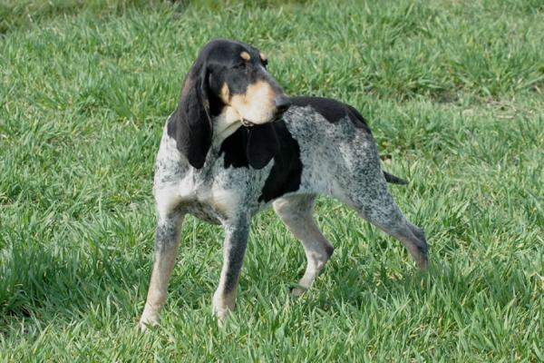 Franske hunderaser - 8. Great Gascony Blue Hound