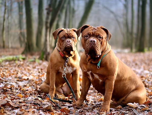 Franske hunderaser - 6. Dogue de Bordeaux