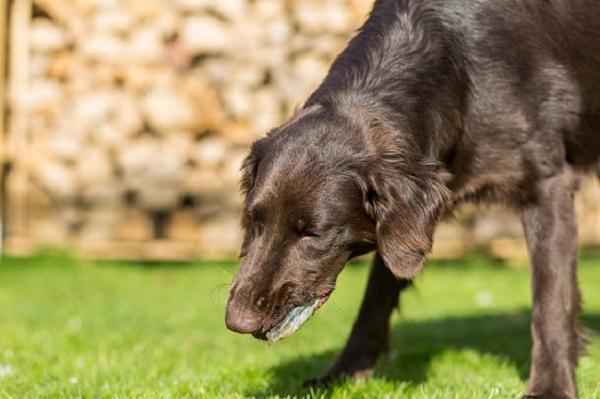 Hvorfor spiser hunden min stein?  - Symptomer på at hunden min har svelget en stein 