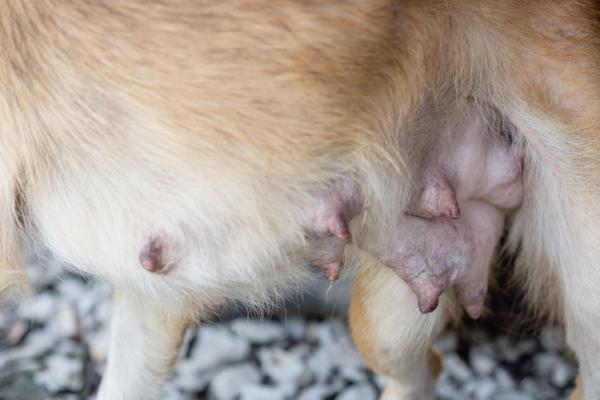 Hunden min får væske fra brystvortene - Årsaker og hva de skal gjøre - Hunden min får hvit væske fra brystene