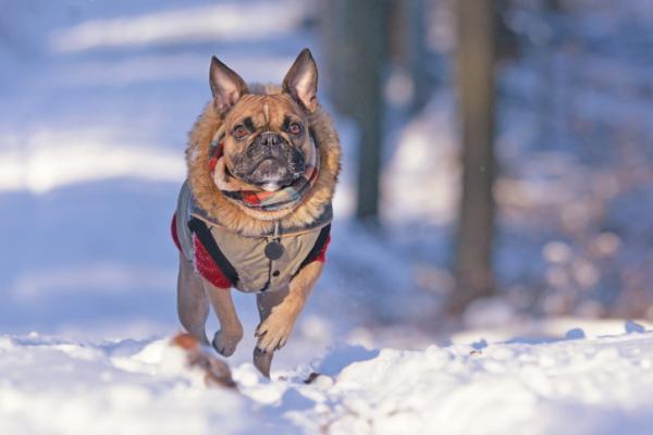 Hvordan ta en hund til snøen?  - Kan hunder gå til snøen?