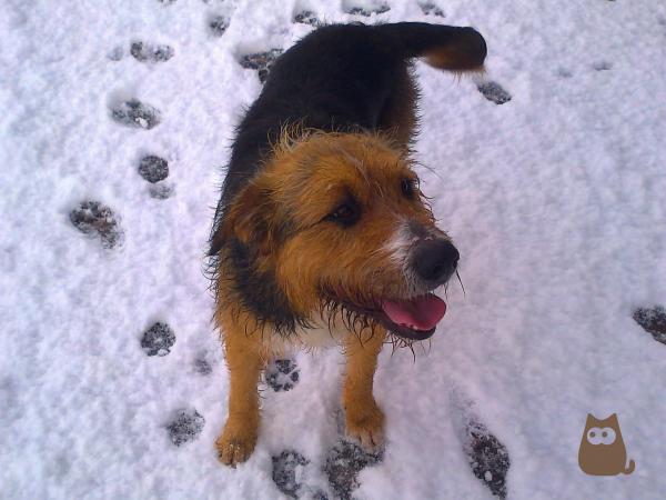 Hvordan ta en hund til snøen?  - Ta vare når hunden kommer hjem etter en tur i snøen