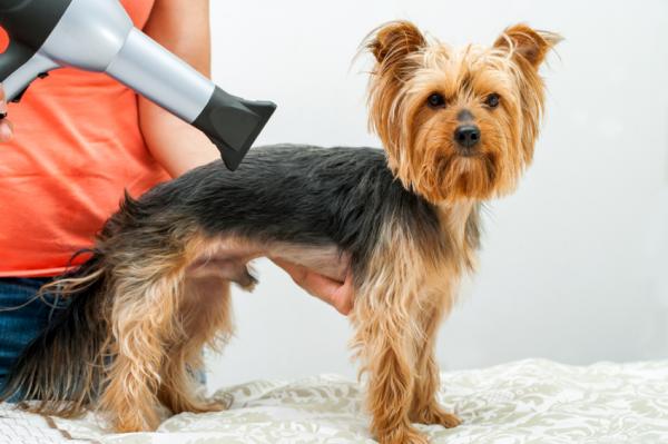 Yorkshire terrier hårpleie - Tørk og børst etter bading