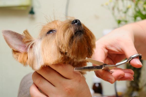 Yorkshire terrier hårpleie - Klippe håret til Yorkshire terrier