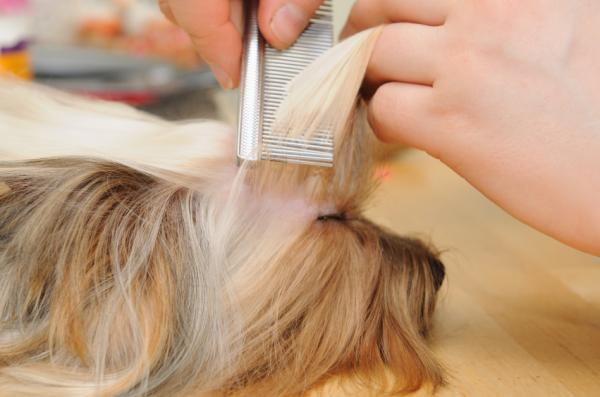 Yorkshire Terrier Hair Care - Ukentlig børsting