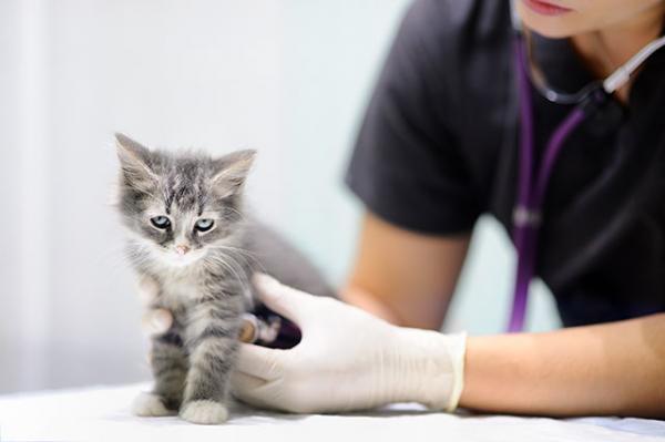 Probiotika for katter - Probiotika for katter - dosering og varighet