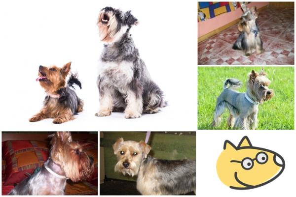 10 typer hårklipp for en yorkshire terrier - Schnauzer cut
