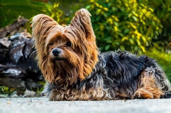 10 typer hårklipp for en Yorkshire terrier - Pekingese cut