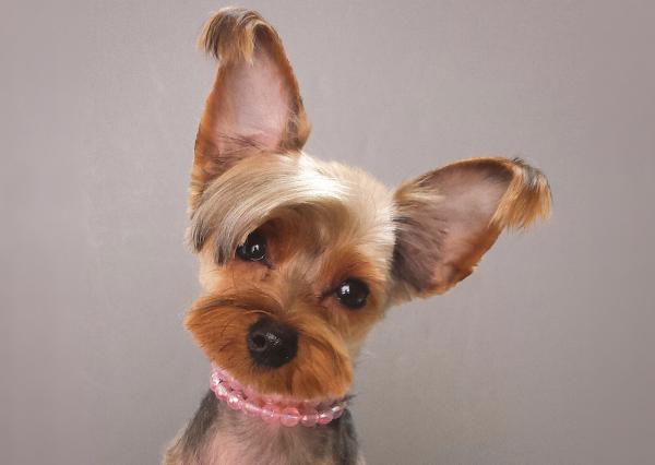 10 typer hårklipp for en Yorkshire Terrier - andre hårklipp