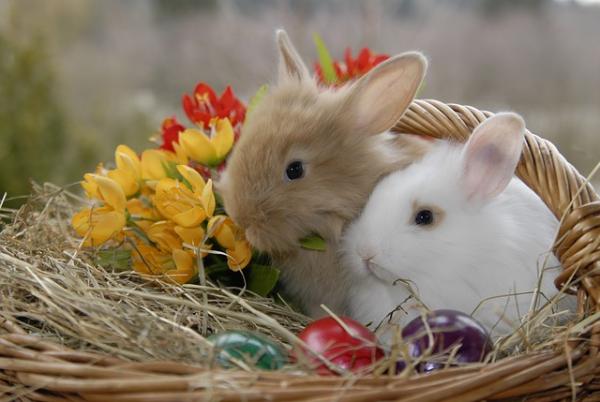 Hvor lenge en kanin lever - andre faktorer for å øke kaninens velvære