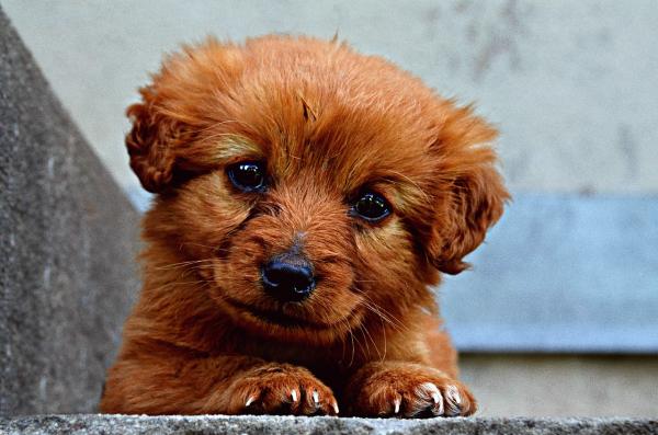 Guanche hundenavn - Har du allerede valgt et navn på kjæledyret ditt?