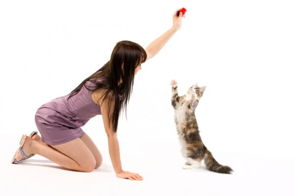 Hvordan lære en katt å tote?  - Hvordan lærer jeg triks til en katt?