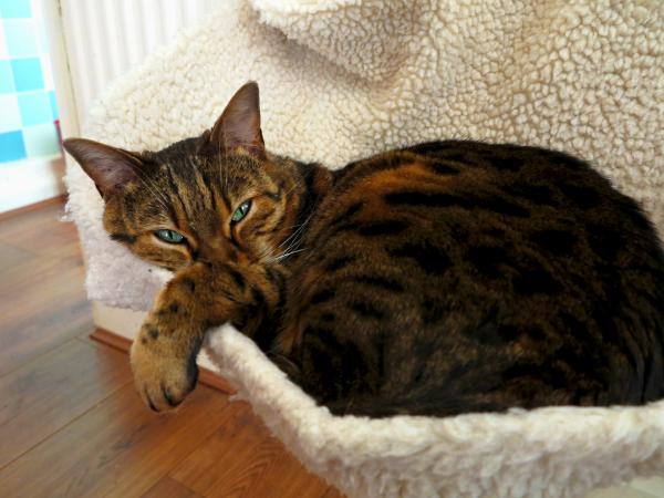 Bengalske kattesykdommer - Hvilke typer sykdommer lider den bengalske katten vanligvis av?