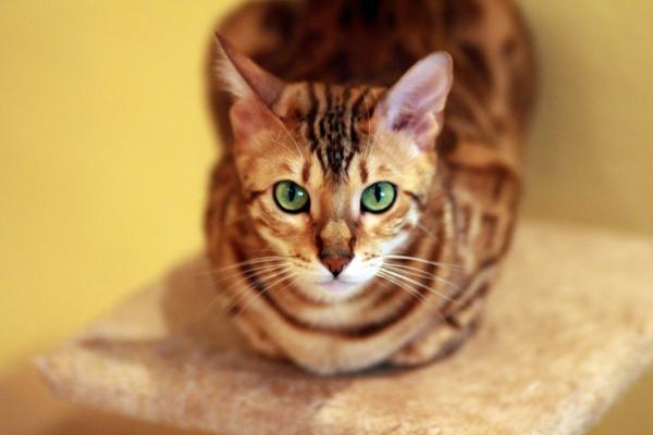 Bengaliske kattesykdommer - hypertrofisk kardiomyopati hos bengaliske katter 