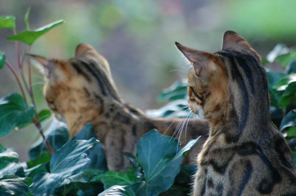 Bengaliske kattesykdommer - bedøvelsesallergier i bengalsk katt