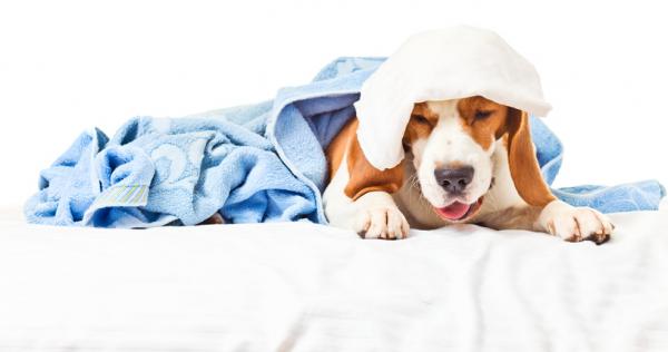 Trakeitt hos hunder - symptomer, årsaker og behandling - symptomer på trakeitt hos hunder