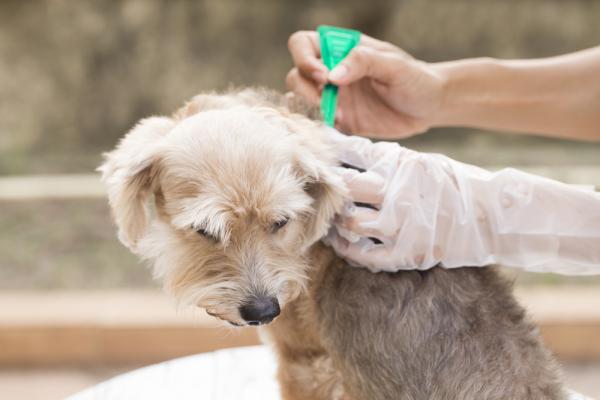 Lus hos hunder - Symptomer og behandling - Behandling for lus hos hunder