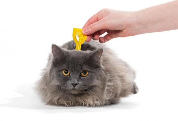 Lus hos katter - Symptomer og behandling - Behandling av lus hos katter