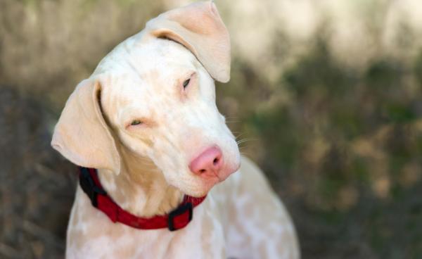 Albino Dog Care - Hvorfor skal vi ta vare på en albinohund?