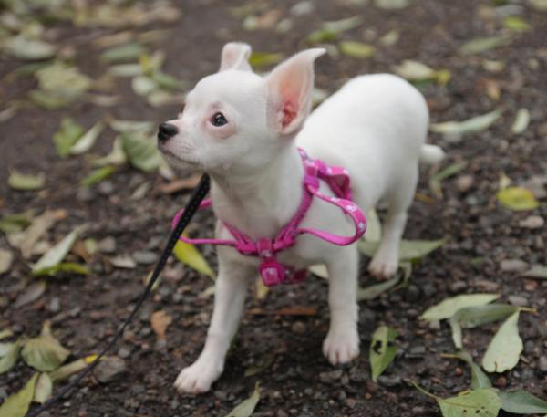 Albino Dog Care - Før du adopterer en albinohund ...