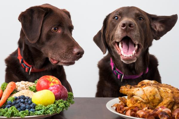 Anbefalte frukter og grønnsaker for hunder - fordeler med frukt og grønnsaker for hunder