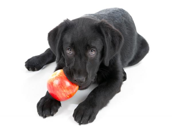 Anbefalt frukt og grønnsaker for hunder - gode frukter for hunder