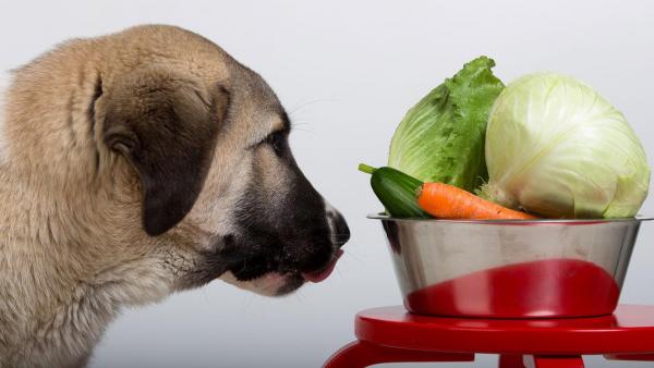 Anbefalt frukt og grønnsaker for hunder - Gode grønnsaker for hunder