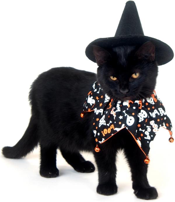 Halloween -kostymer for katter - En svart katt!