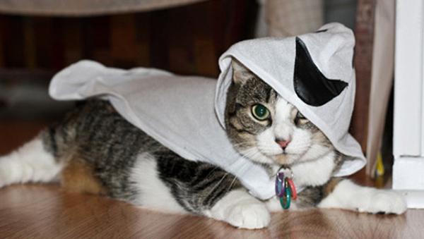 Halloween -kostymer til katter - Vær forsiktig med ånder!
