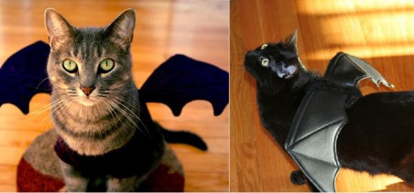 Halloween -kostymer for katter - Den flygende katten
