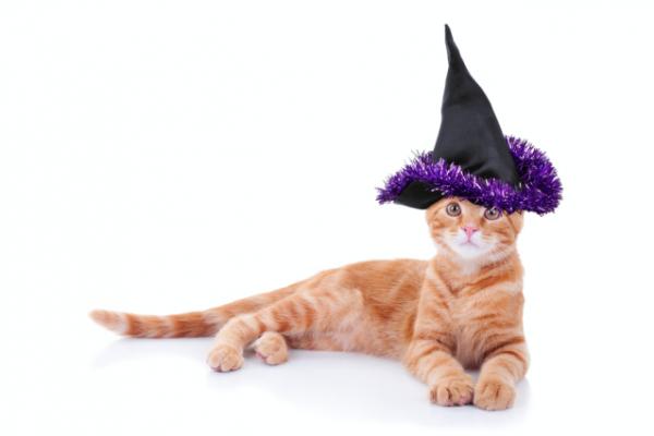 Halloween -kostymer til katter - Halloween!