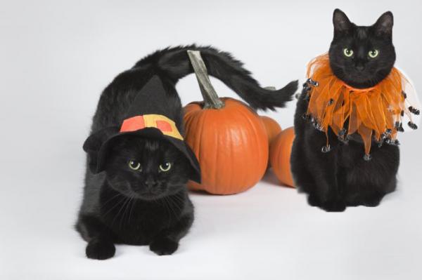 1630078617 782 Halloween kostymer for katter