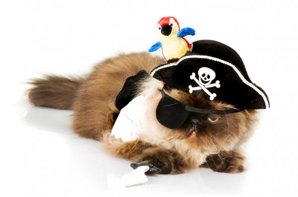 Halloween -kostymer for katter - pirater i sikte!