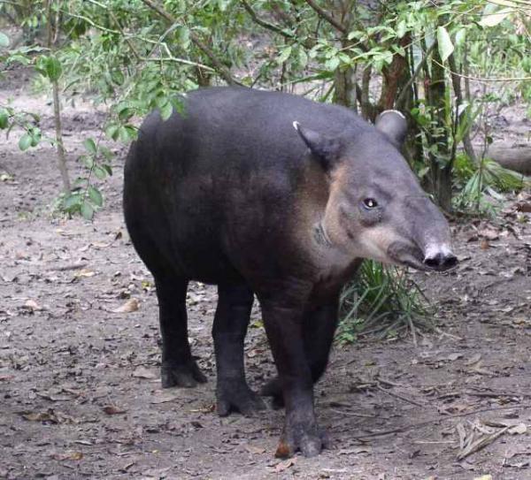 De 10 mest truede dyrene i Ecuador - Mellomamerikansk tapir