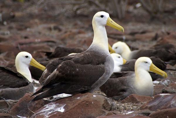 De 10 mest truede dyrene i Ecuador - Albatross på Galapagos